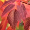 2 Boxelder Maple Tree (Acer Negundo) Bare-root - Outdoor Deciduous Tree - Image 1