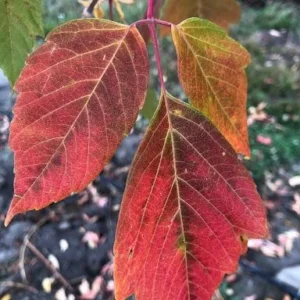 2 Boxelder Maple Tree (Acer Negundo) Bare-root - Outdoor Deciduous Tree - Image 2