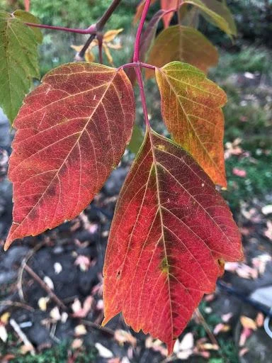 2 Boxelder Maple Tree (Acer Negundo) Bare-root - Outdoor Deciduous Tree - Image 2