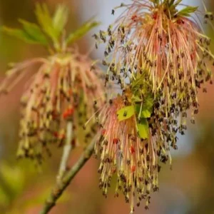 2 Boxelder Maple Tree (Acer Negundo) Bare-root - Outdoor Deciduous Tree - Image 3