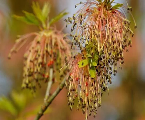 2 Boxelder Maple Tree (Acer Negundo) Bare-root - Outdoor Deciduous Tree - Image 3