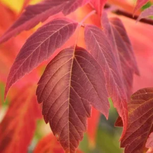 2 Boxelder Maple Tree (Acer Negundo) Bare-root - Outdoor Deciduous Tree - Image 1