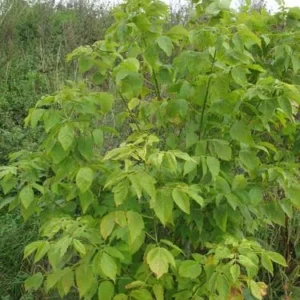 2 Boxelder Maple Tree (Acer Negundo) Bare-root - Outdoor Deciduous Tree - Image 4
