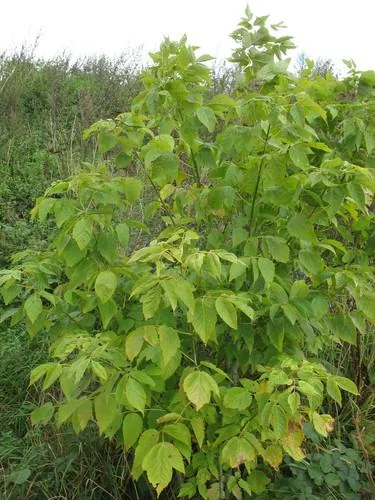 2 Boxelder Maple Tree (Acer Negundo) Bare-root - Outdoor Deciduous Tree - Image 4