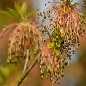 2 Boxelder Maple Tree Bare-root - Acer Negundo - Landscaping Plant - Image 3