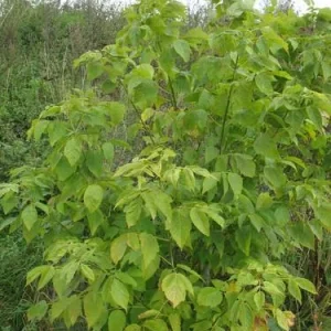 2 Boxelder Maple Tree Bare-root - Acer Negundo - Landscaping Plant - Image 4