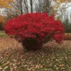 2 Burning Bush Bare Root Cuttings - 8-12 inch - Vibrant Fall Color Shrub - Image 1
