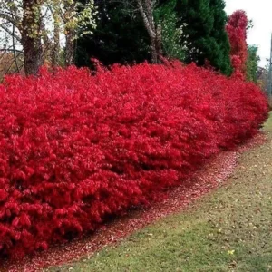 2 Burning Bush Bare Root Cuttings - 8-12 inch - Vibrant Fall Color Shrub - Image 2