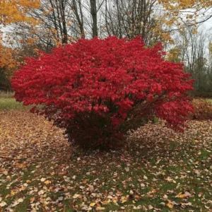 2 Burning Bush Bare Root Cuttings - 8-12 inch - Vibrant Fall Color Shrub - Image 1