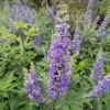 2 Chasteberry Tree Bare Root Plants - Vitex Agnus-Castus - Lilac Chastetree - Image 1