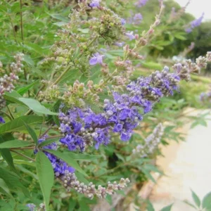 2 Chasteberry Tree Bare Root Plants - Vitex Agnus-Castus - Lilac Chastetree - Image 3