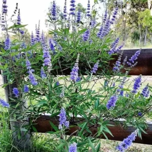 2 Chasteberry Tree Bare Root Plants - Vitex Agnus-Castus - Lilac Chastetree - Image 4