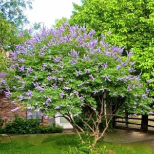 2 Chasteberry Tree Bare Root Plants - Vitex Agnus-Castus - Lilac Chastetree - Image 5