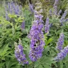 2 Chasteberry Tree Vitex Agnus-Castus Bareroot - Lilac Chastetree Live Plant - Image 1