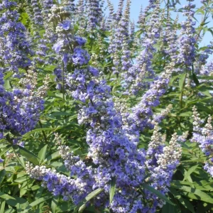 2 Chasteberry Tree Vitex Agnus-Castus Bareroot - Lilac Chastetree Live Plant - Image 2