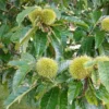 2 Chinese Chestnut Tree Bare-root - Castanea Mollissima - Edible Nuts - Image 1