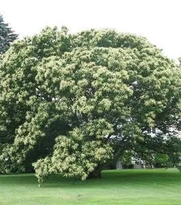 2 Chinese Chestnut Tree Bare-root - Castanea Mollissima - Edible Nuts - Image 3