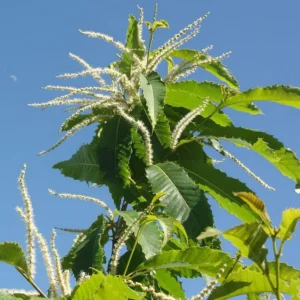 2 Chinese Chestnut Tree Bare-root - Castanea Mollissima - Edible Nuts - Image 4