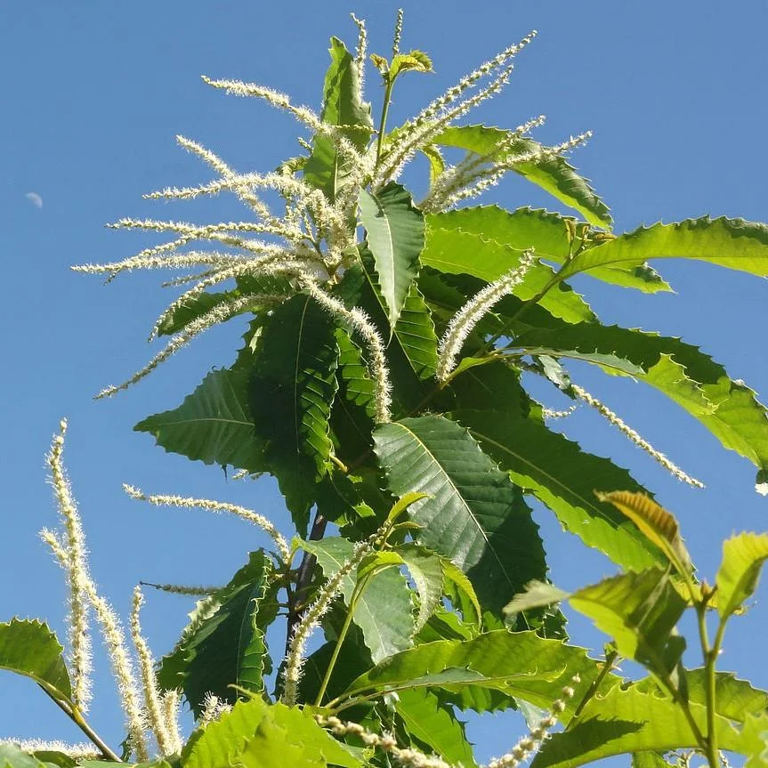 2 Chinese Chestnut Tree Bare-root - Castanea Mollissima - Edible Nuts - Image 4