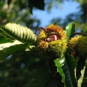 2 Chinese Chestnut Tree Bare-root - Castanea Mollissima - Edible Nuts - Image 5