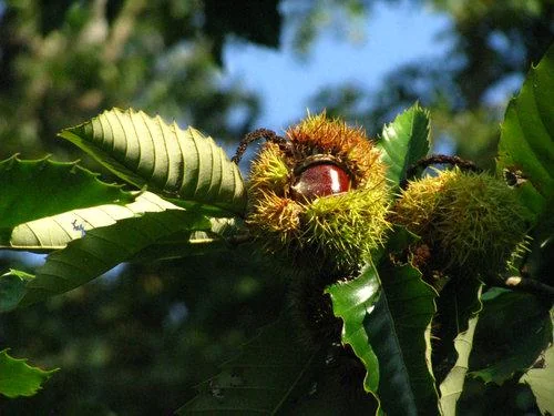 2 Chinese Chestnut Tree Bare-root - Castanea Mollissima - Edible Nuts - Image 5