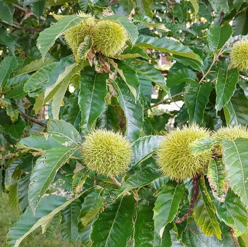 2 Chinese Chestnut Tree Bare-root - Castanea Mollissima - Edible Nuts - Image 1