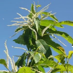 2 Chinese Chestnut Tree (Castanea Mollissima) Bare-root Live Plant - Image 4