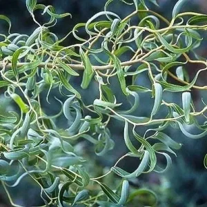 2 Corkscrew Willow Bare Root Plants - Salix Matsudana Tortuosa Outdoor Tree - Image 2