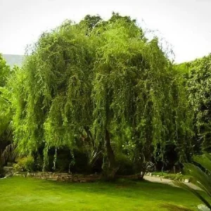 2 Corkscrew Willow Bare Root Plants - Salix Matsudana Tortuosa Outdoor Tree - Image 3