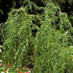 2 Corkscrew Willow Bare Root Plants - Salix Matsudana Tortuosa Outdoor Tree - Image 5