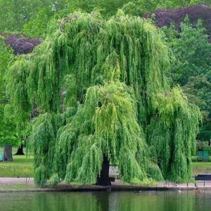 2 Corkscrew Willow Bare Root Plants - Salix Matsudana Tortuosa Outdoor Tree - Image 6
