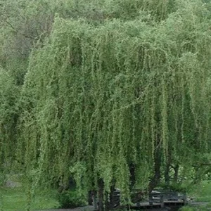 2 Corkscrew Willow Bare Root Plants - Salix Matsudana Tortuosa Outdoor Tree - Image 7