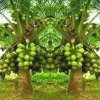 2 Dwarf Green Malayan Coconut Seeds - Rare Costa Rican Certified - Image 1