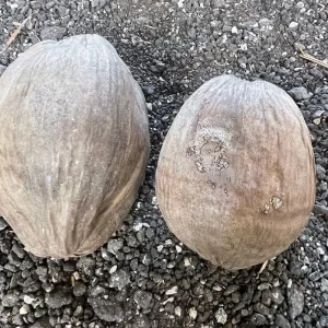 2 Dwarf Green Malayan Coconut Seeds - Rare Costa Rican Certified - Image 2