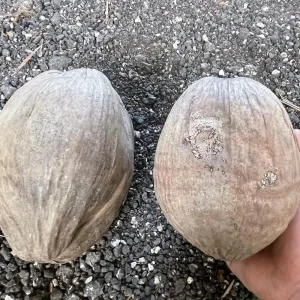 2 Dwarf Green Malayan Coconut Seeds - Rare Costa Rican Certified - Image 4