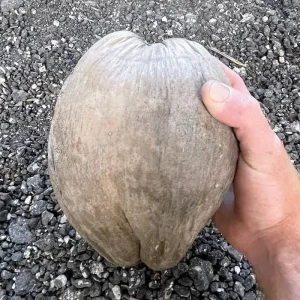 2 Dwarf Green Malayan Coconut Seeds - Rare Costa Rican Certified - Image 6