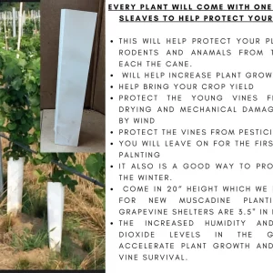 2 Einset Seedless Grape Vine - Bare Root Live Plant - Red Table Grapes - Image 5