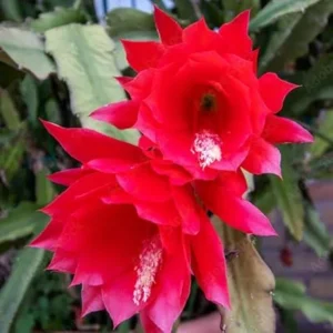 2 Epiphyllum Orchid Cactus Live Plants – Trailing, Pink Blooms, 4-inch Pot - Image 3