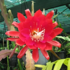 2 Epiphyllum Orchid Cactus Live Plants – Trailing, Pink Blooms, 4-inch Pot - Image 4