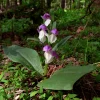 2 Galearis Spectabilis Bare Root Orchids - Purple-hooded Perennial Outdoor Plant - Image 1