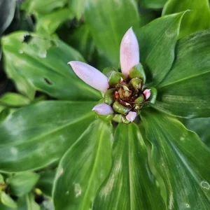 2 Hawaiian Red Ginger Rhizomes - Alpinia Purpurata Tropical Live Plant - Image 10