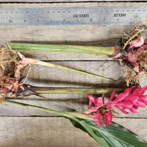 2 Hawaiian Red Ginger Rhizomes - Alpinia Purpurata Tropical Live Plant - Image 2