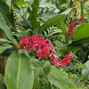 2 Hawaiian Red Ginger Rhizomes - Alpinia Purpurata Tropical Live Plant - Image 1