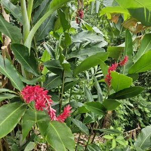 2 Hawaiian Red Ginger Rhizomes - Alpinia Purpurata Tropical Live Plant - Image 4