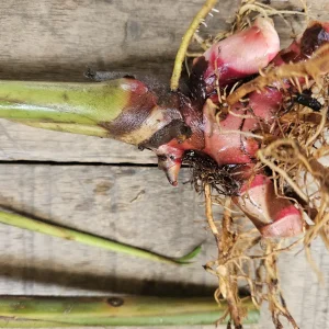 2 Hawaiian Red Ginger Rhizomes - Alpinia Purpurata Tropical Live Plant - Image 5