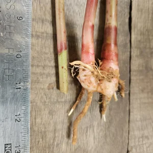 2 Hawaiian Red Ginger Rhizomes - Alpinia Purpurata Tropical Live Plant - Image 6