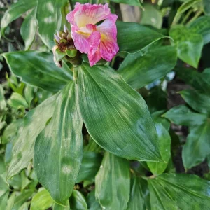 2 Hawaiian Red Ginger Rhizomes - Alpinia Purpurata Tropical Live Plant - Image 7