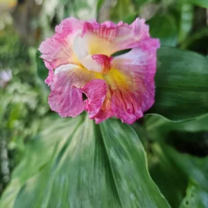 2 Hawaiian Red Ginger Rhizomes - Alpinia Purpurata Tropical Live Plant - Image 9