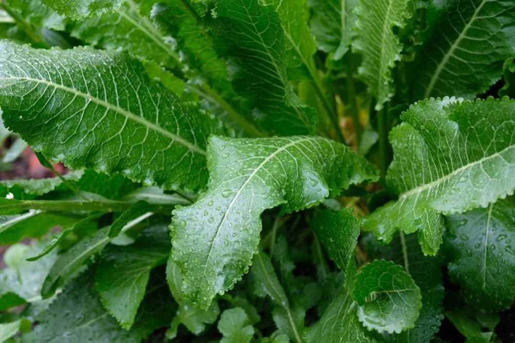 2 Horseradish Plant Bare Roots - Armoracia rusticana - Hardy Perennial - Image 3