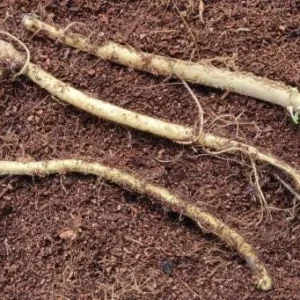 2 Horseradish Plant Bare Roots - Armoracia rusticana - Hardy Perennial - Image 4